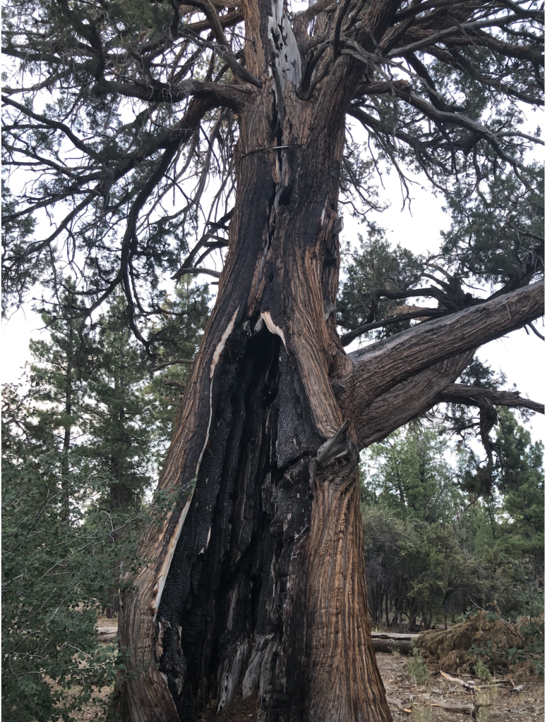 Image of Tree of Resilience in Big Bear California